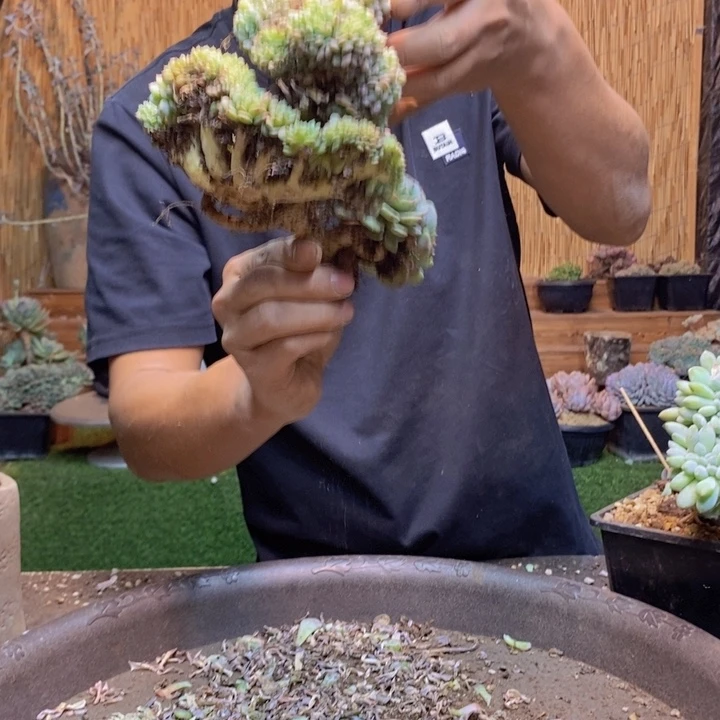 芯***熙246号白胖子多肉植物