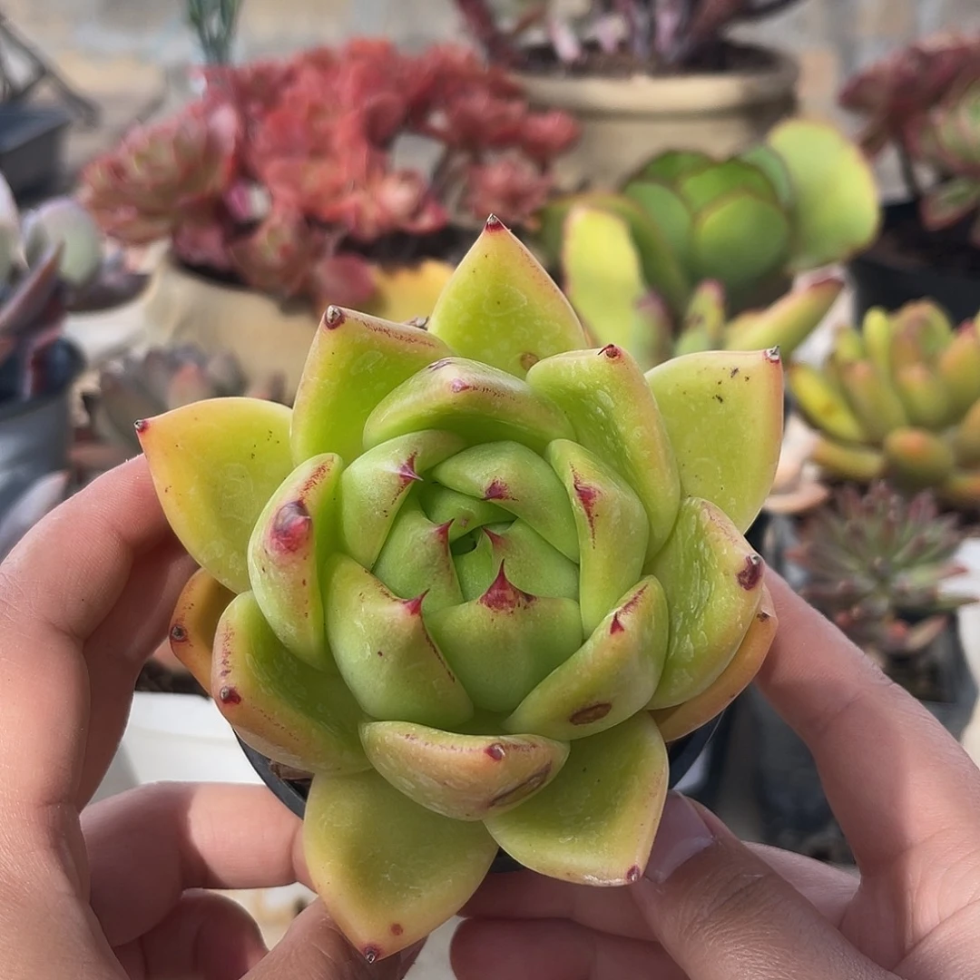 东云。11111111111