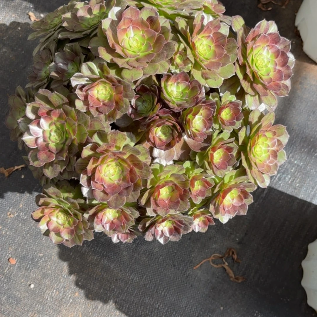 多肉法师蓦然啊，发货