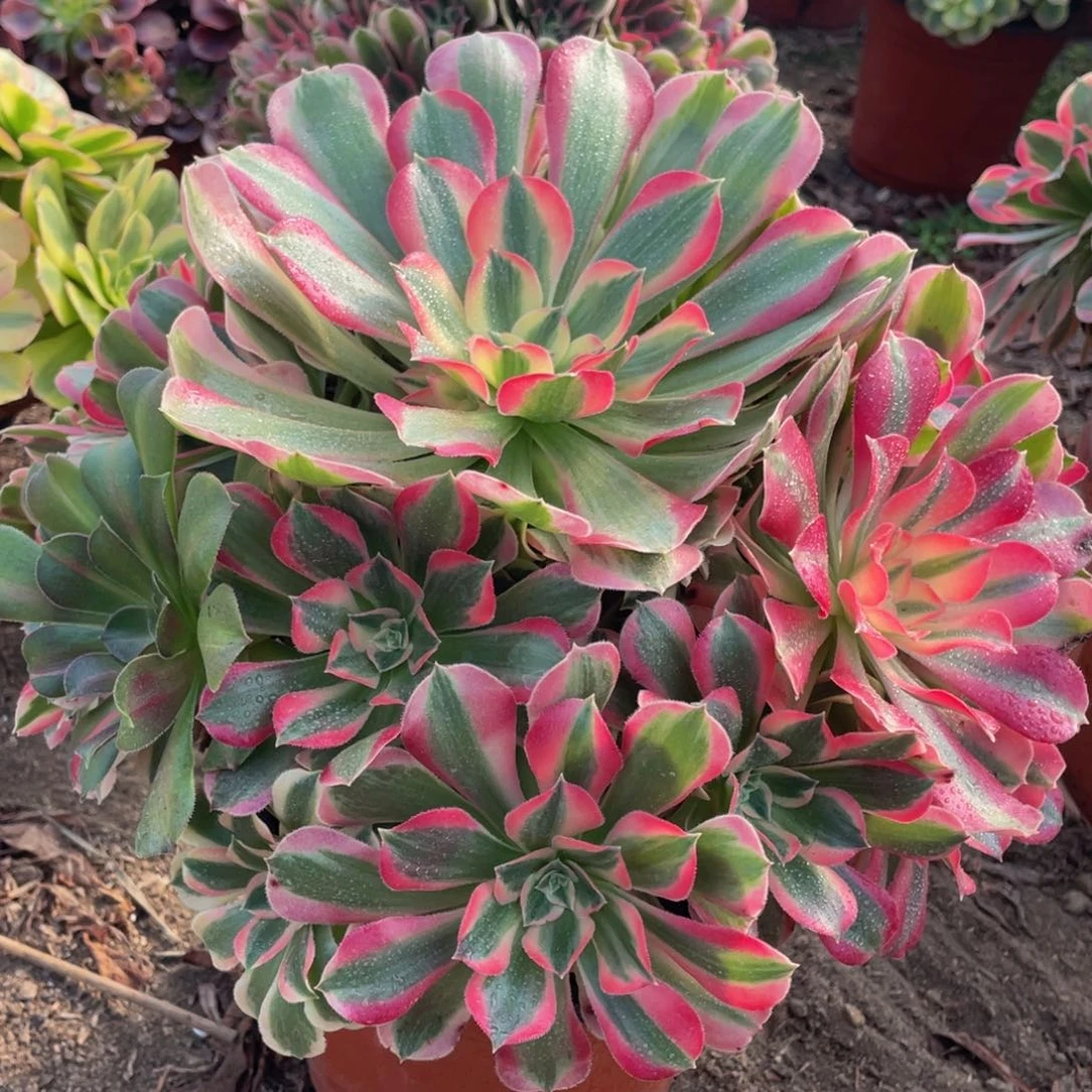 655七彩石精品法师老桩