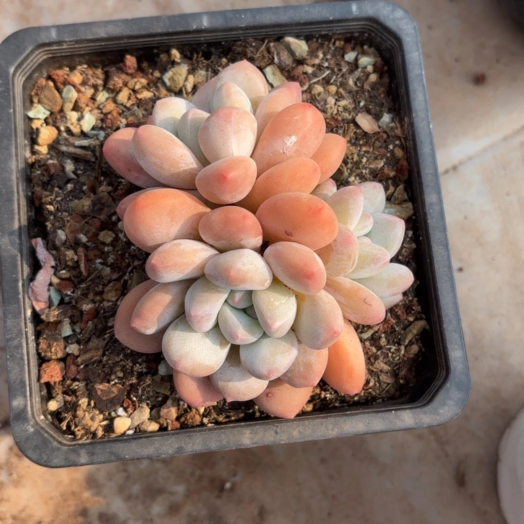 兔子的三头香水好看