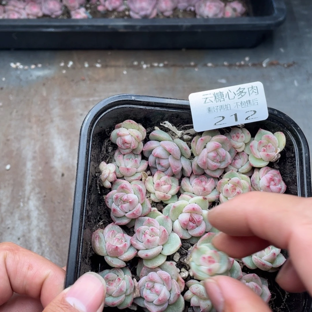 云糖心多肉植物212