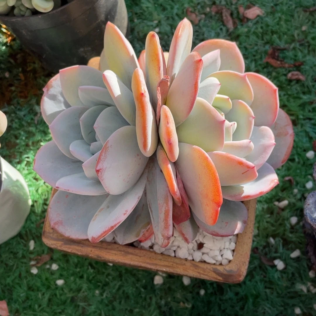 多肉植物盆栽多肉植物