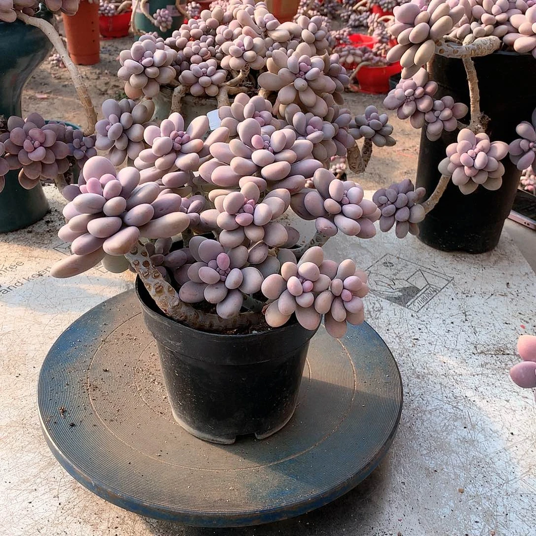 32一物一拍桃蛋老桩