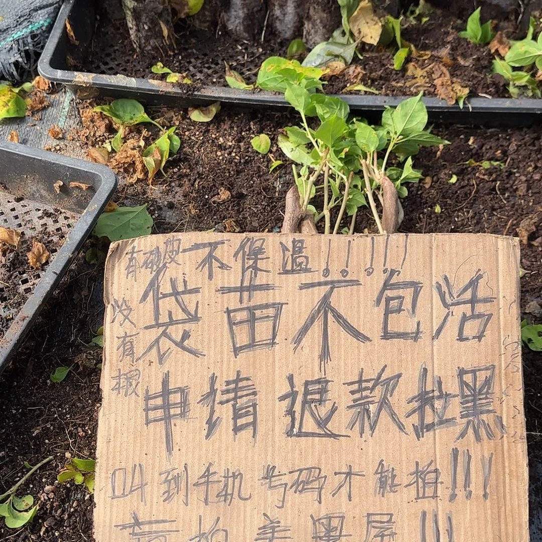 心***湾无花朵袋苗盲盒三颗不包活8