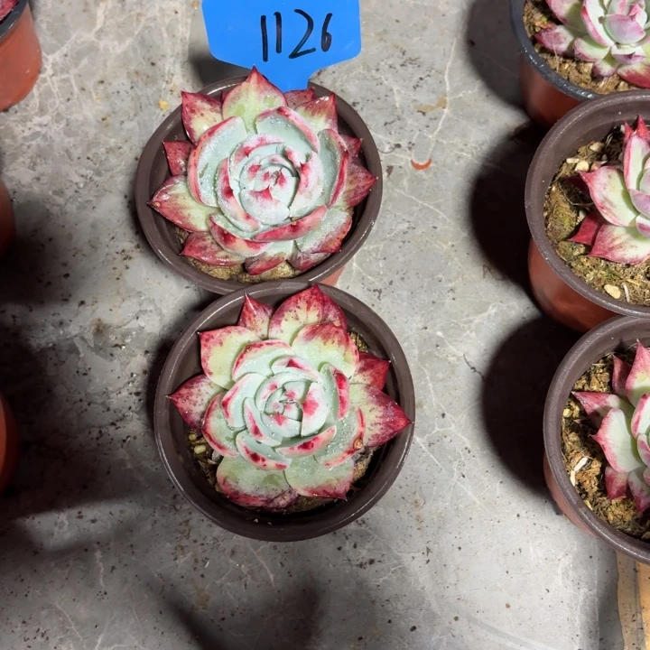 闲***静1126号2颗小惊鸿仙子