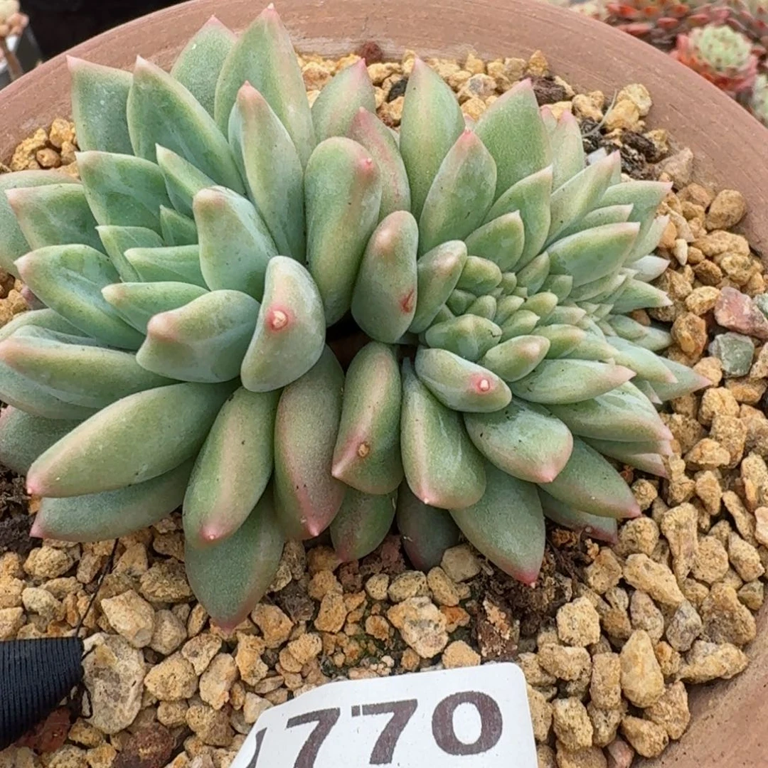 1770一物一拍（满28包邮¥