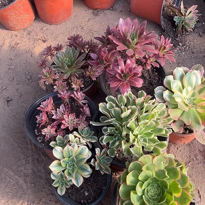 081多肉植物组合，