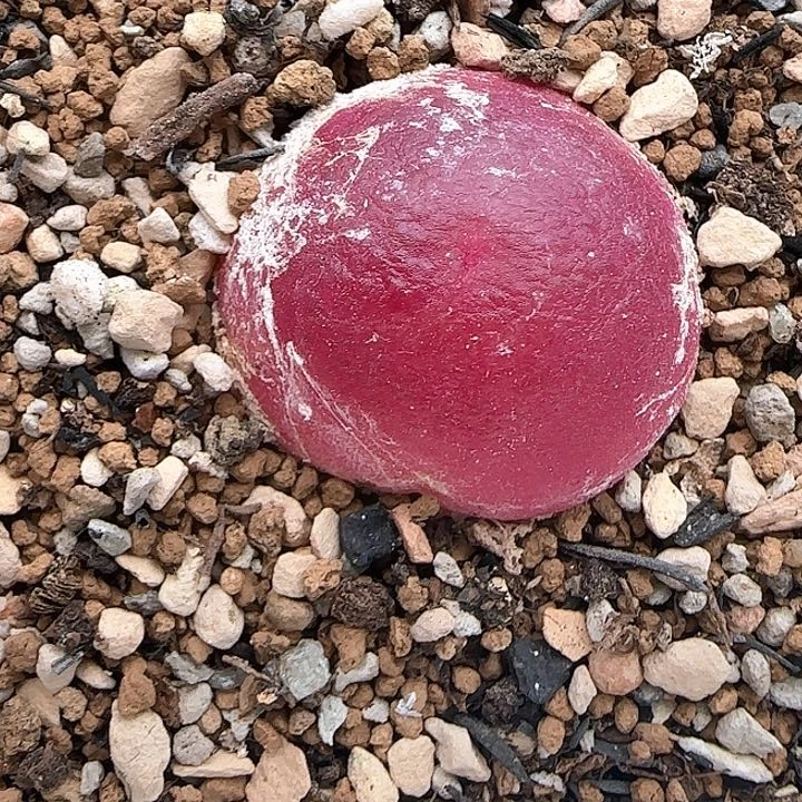 515灯泡尺寸2.5带盆土