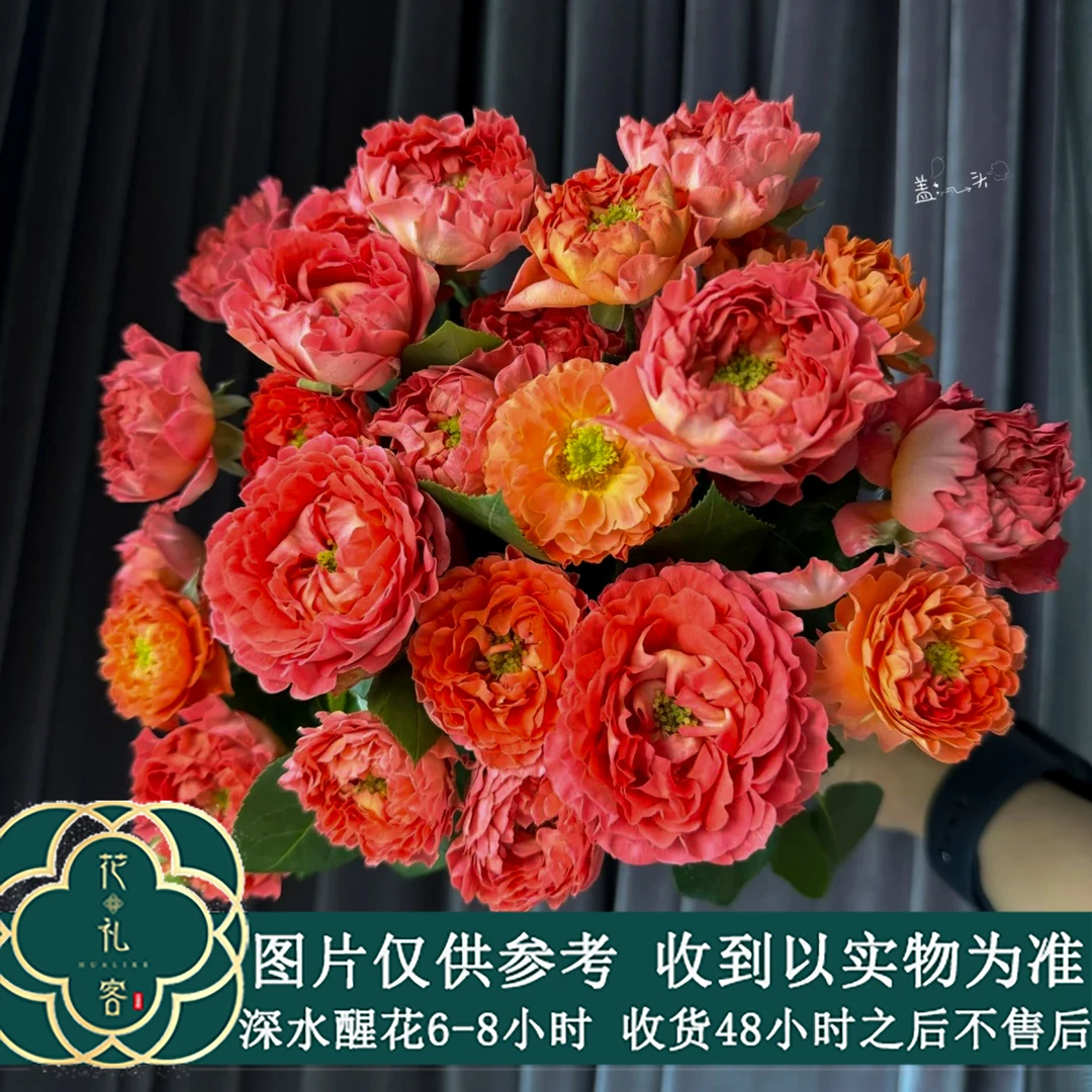 花礼客#多头玫瑰 【朱砂海葵】高品质鲜花优选 顺丰直发玫瑰花绿色
