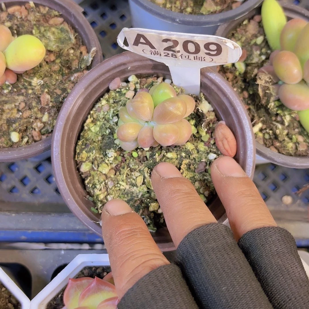 A209芒果奶一物一拍