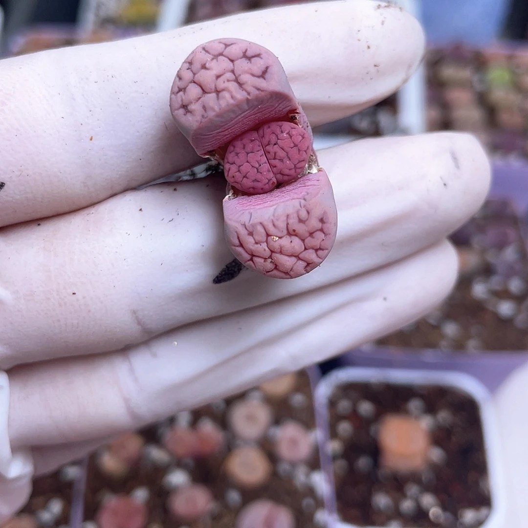 416号 紫花纹………………