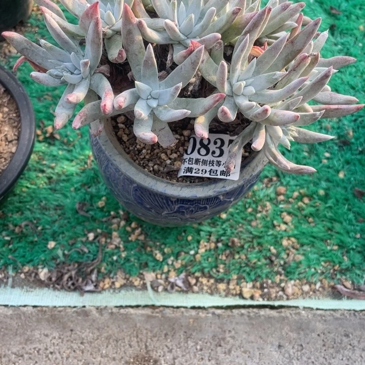 837号海瑟拇指多肉