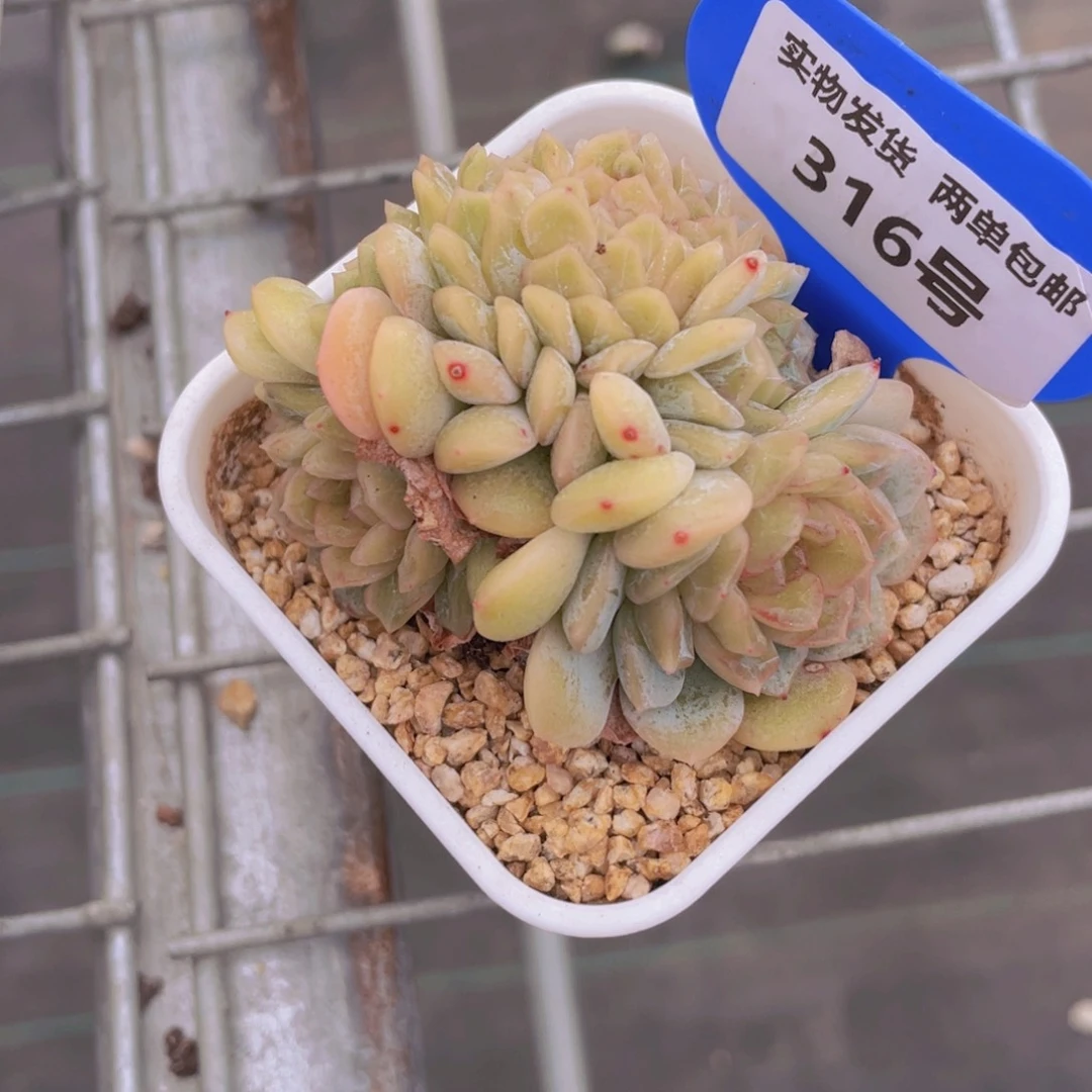 316号龙头熔晶缀化