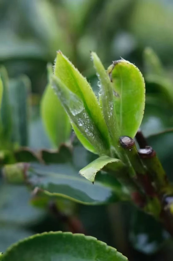 2025年日照绿茶5月15号露天春茶一斤(送茶壶一个)