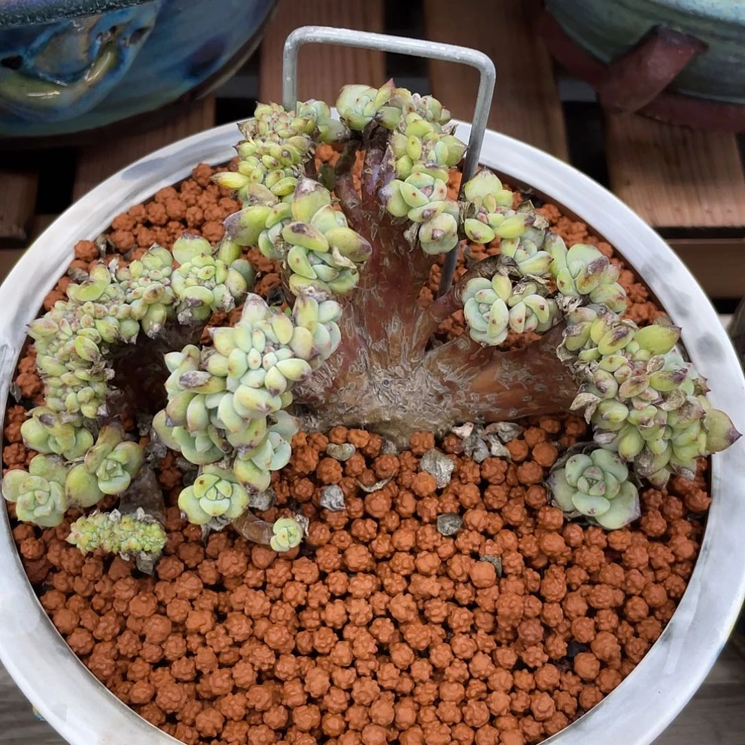 星影缀化27头+缀。