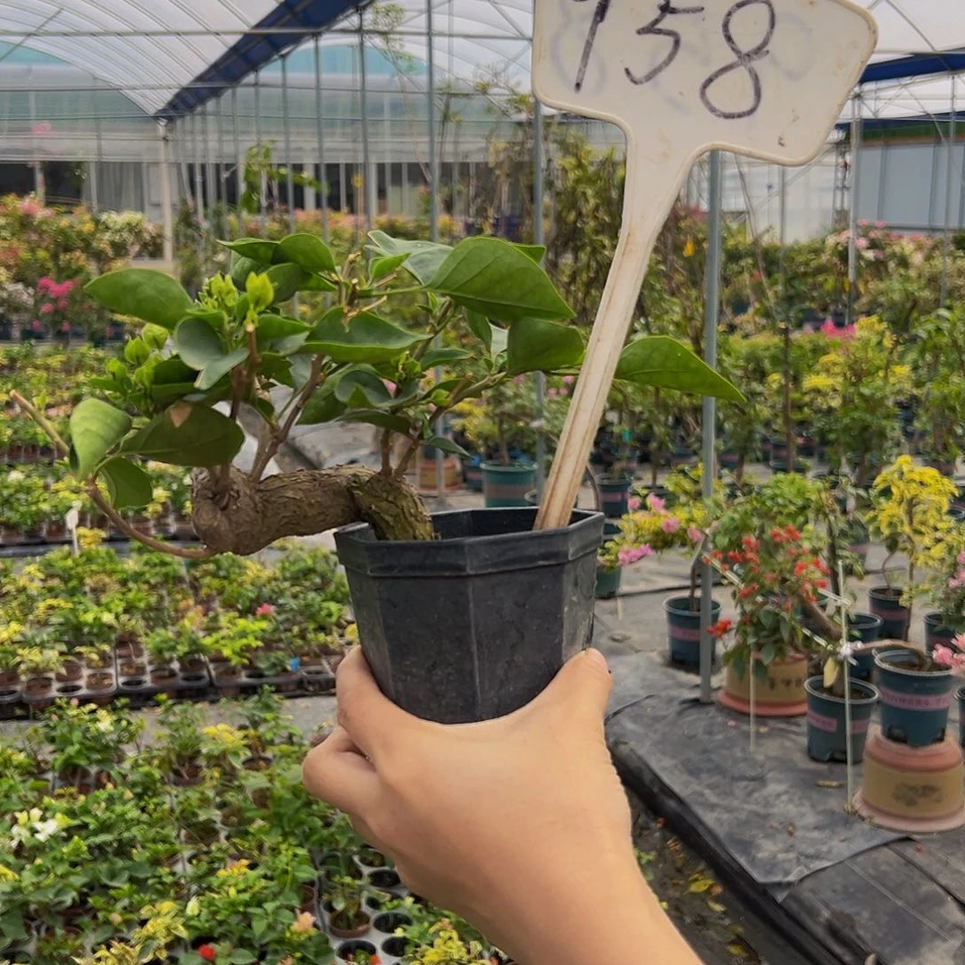 当前无花栽培后可以开花 造型 绿叶五宝 大宝 958