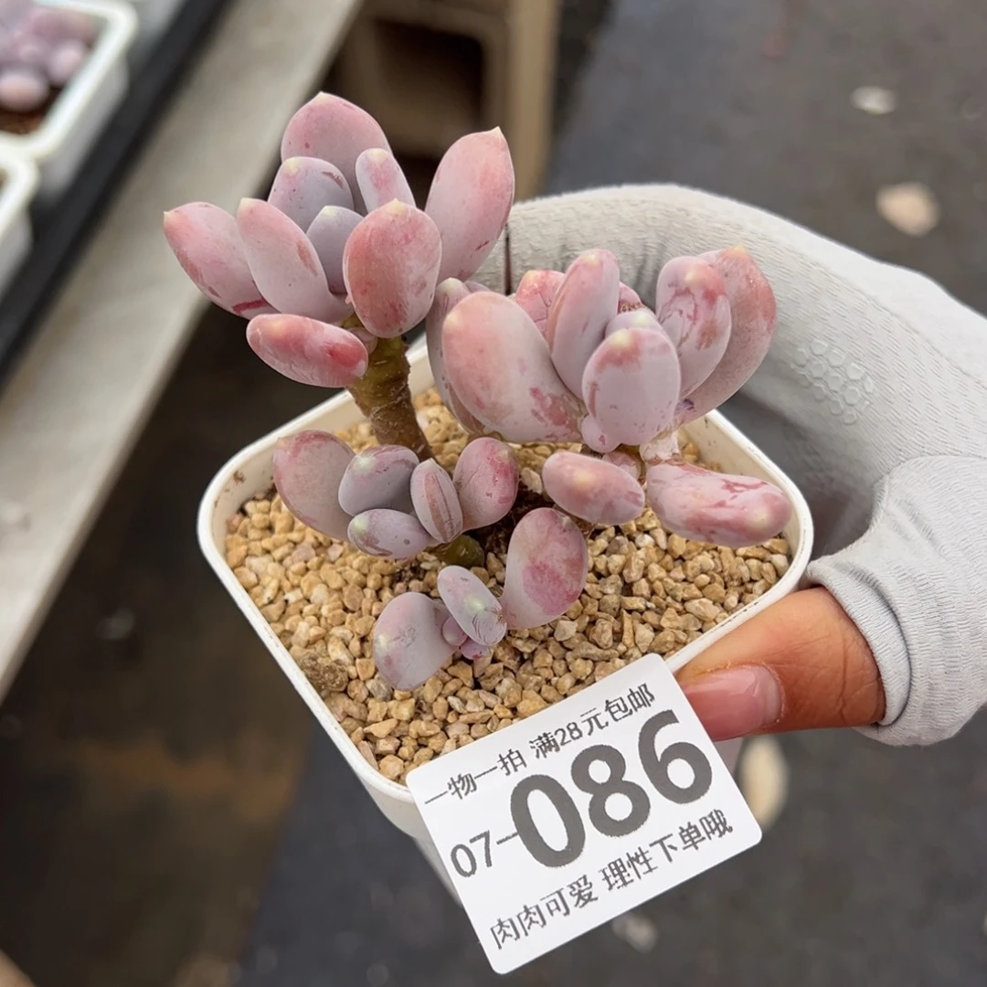 稻田姬多肉多肉多肉多肉