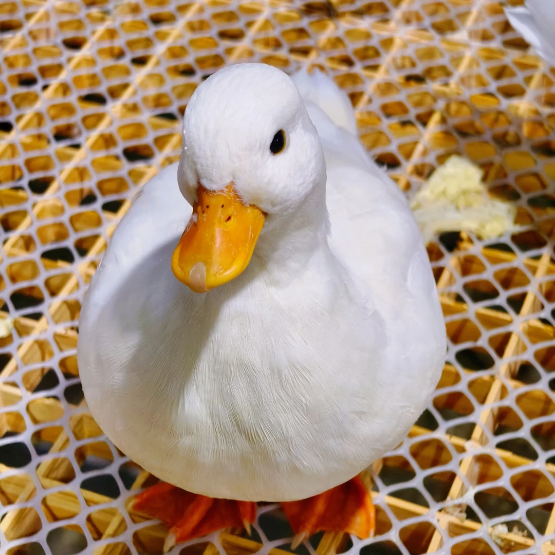 网红柯尔鸭可爱好养活体观赏宠物鸭顺丰包邮