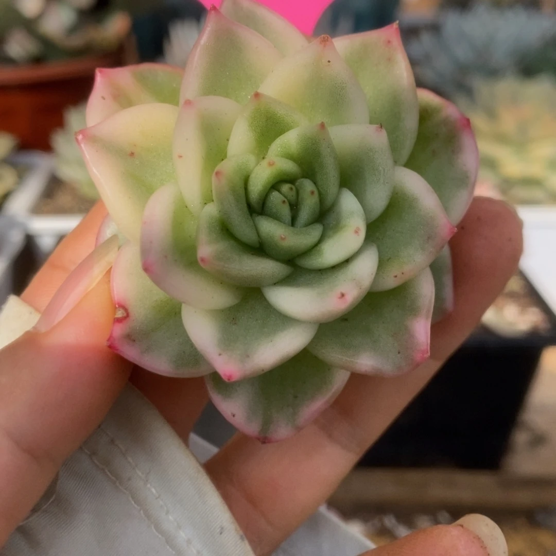 339东云杂头盖锦锦锦锦锦锦锦