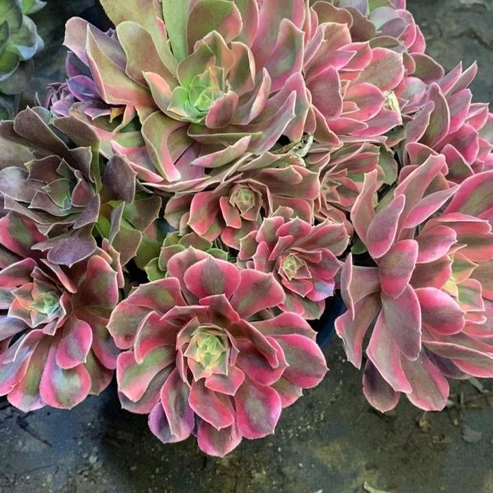 男神多肉断头不包0260