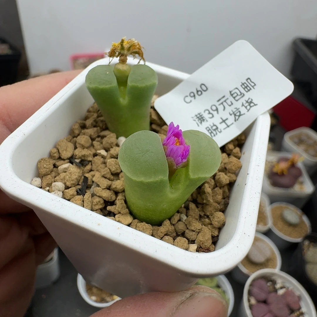 960多肉哈哈哈哈哈哈