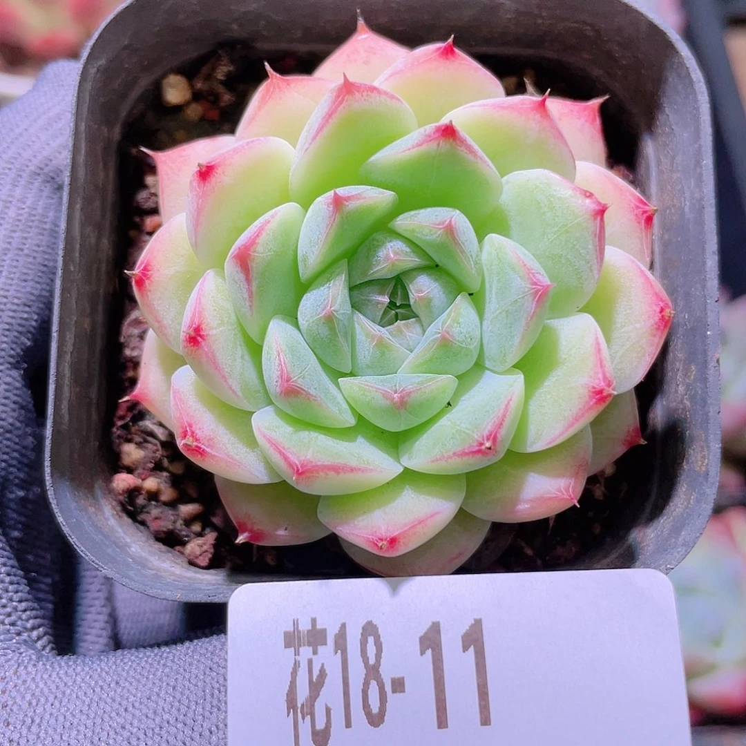 花利美18-11画扇