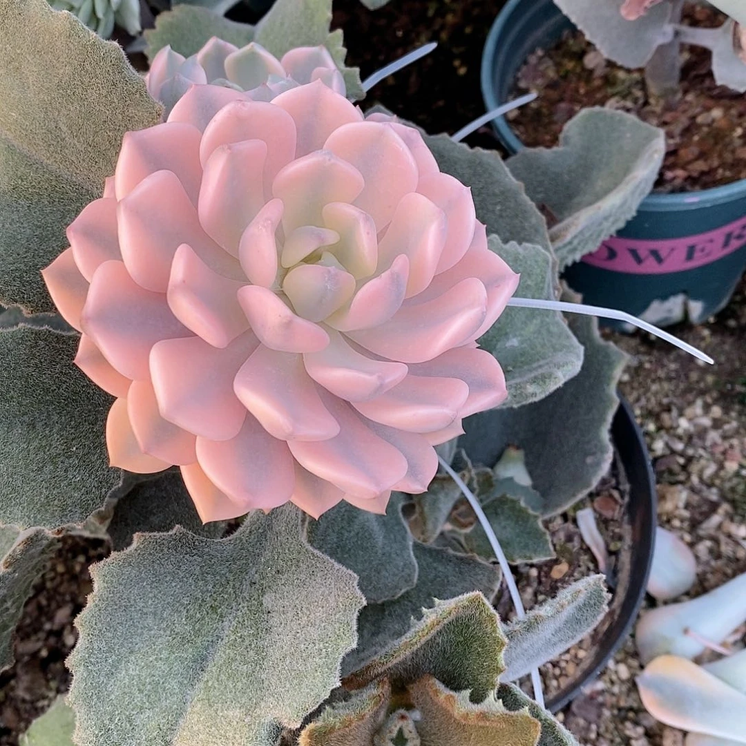 红粉佳人锦多肉植物