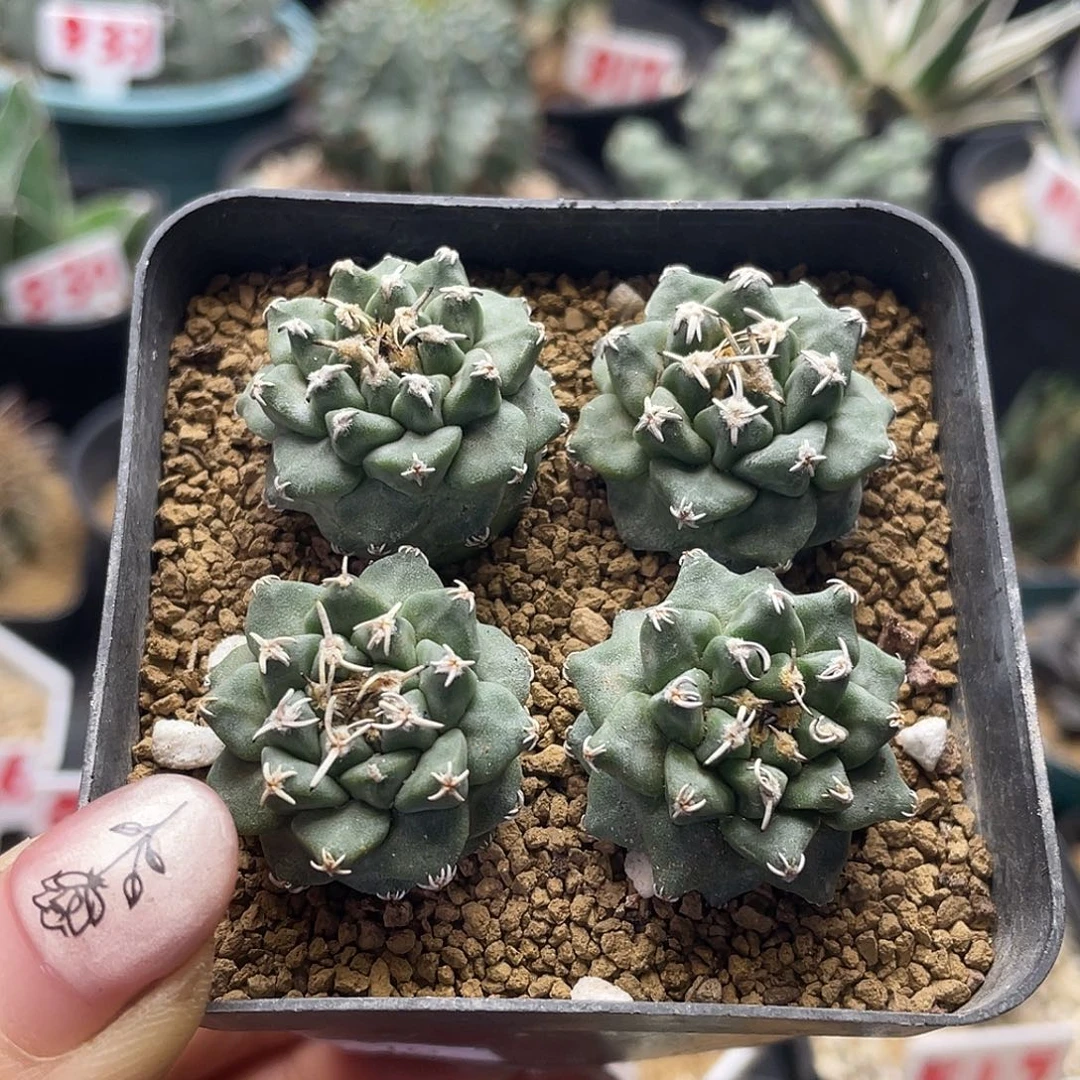 实生四颗大尤赤花娇丽仙人球