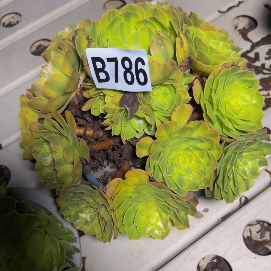 雨荷法师7////5包邮