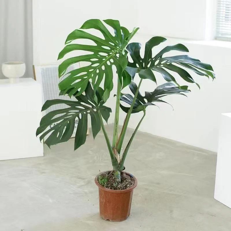 独杆老桩绿植室内绿植绿植盆栽净化空气大叶龟背竹室内盆栽造型