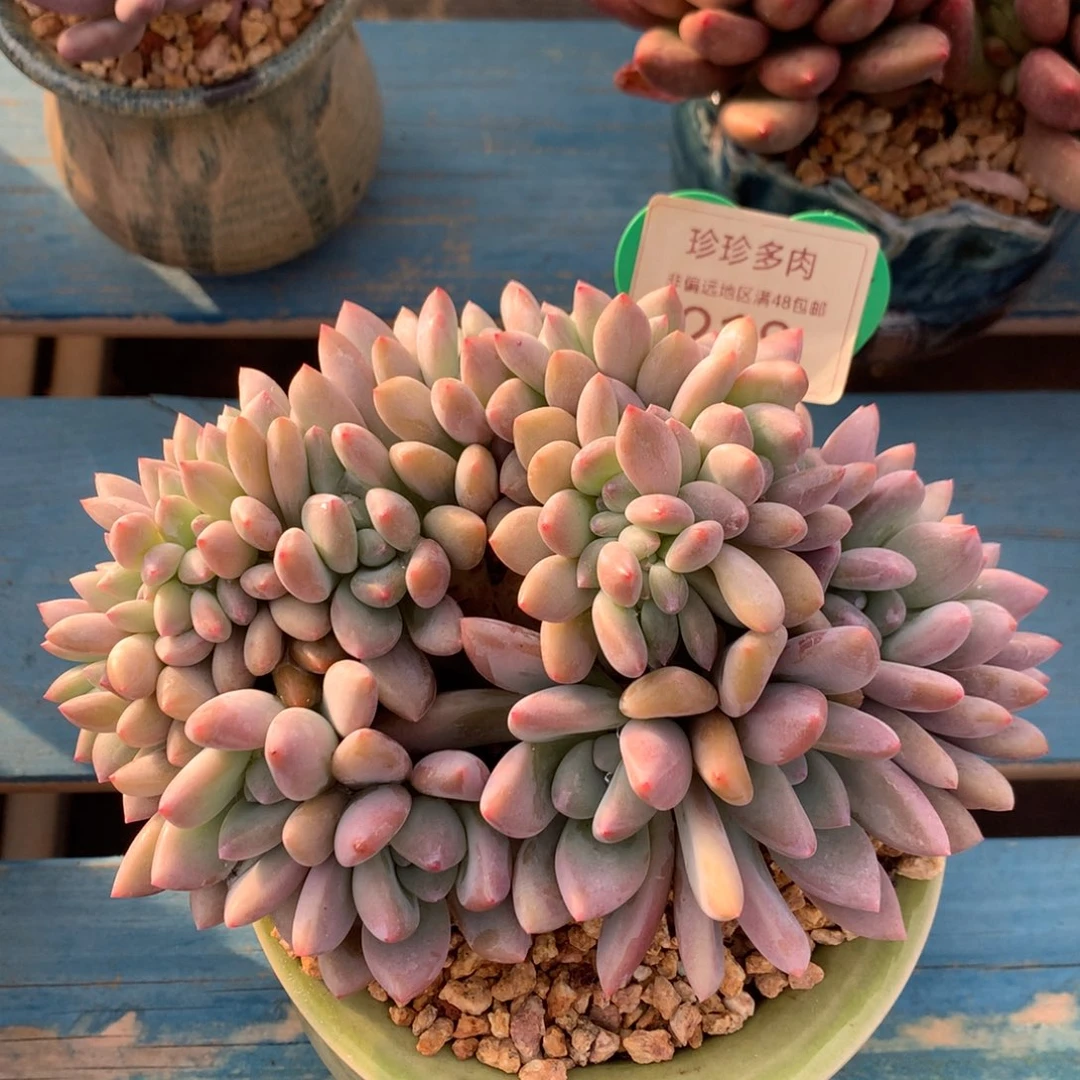 奥普朵朵树缀15公分218