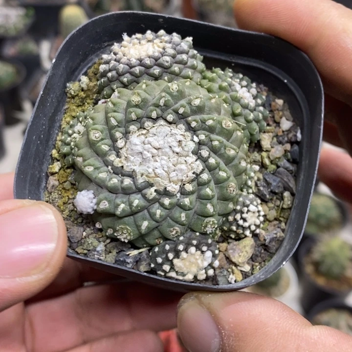 墨碟特价福利特价