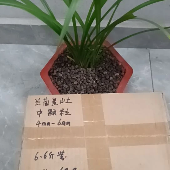 俩***窝兰菌黑山土中颗粒6.6斤
