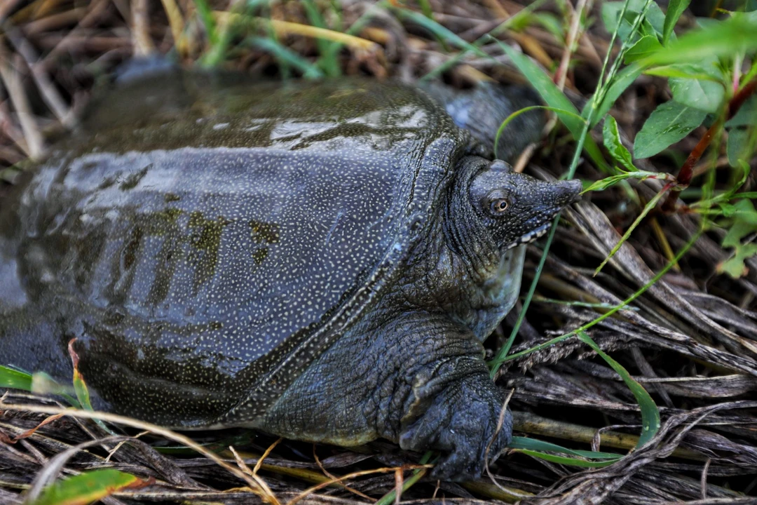 小钱钱家茭白甲鱼