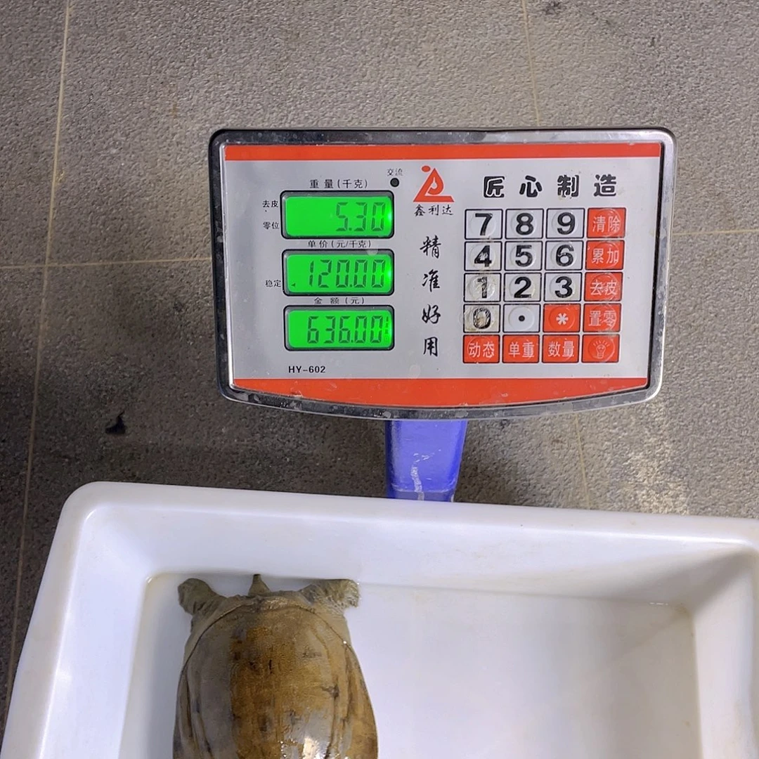 中国大陆12345678