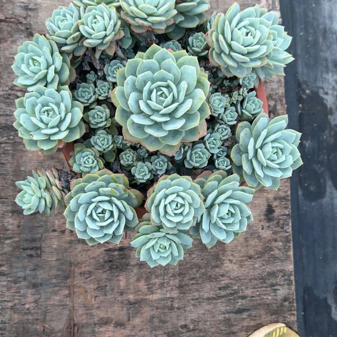 多肉植物多肉植物