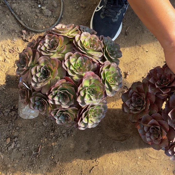 23.8魅金玫瑰绣球