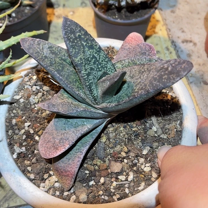 满38包邮2天凑单，脱土晾根发货多肉植物