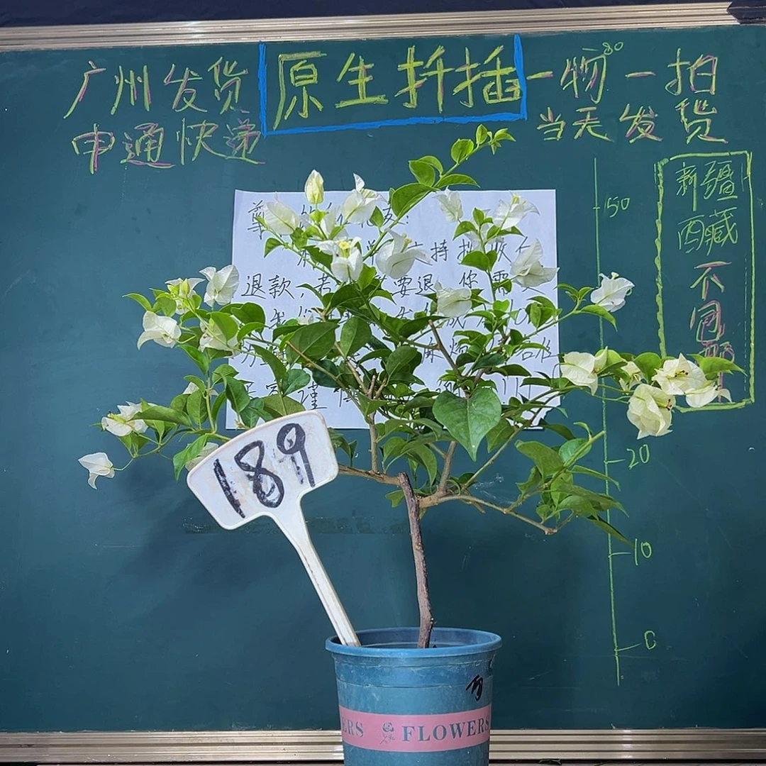 当前无花栽培后可以开花白雪公主 189