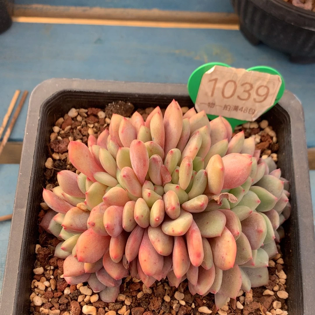 爱丽儿朵朵缀1039