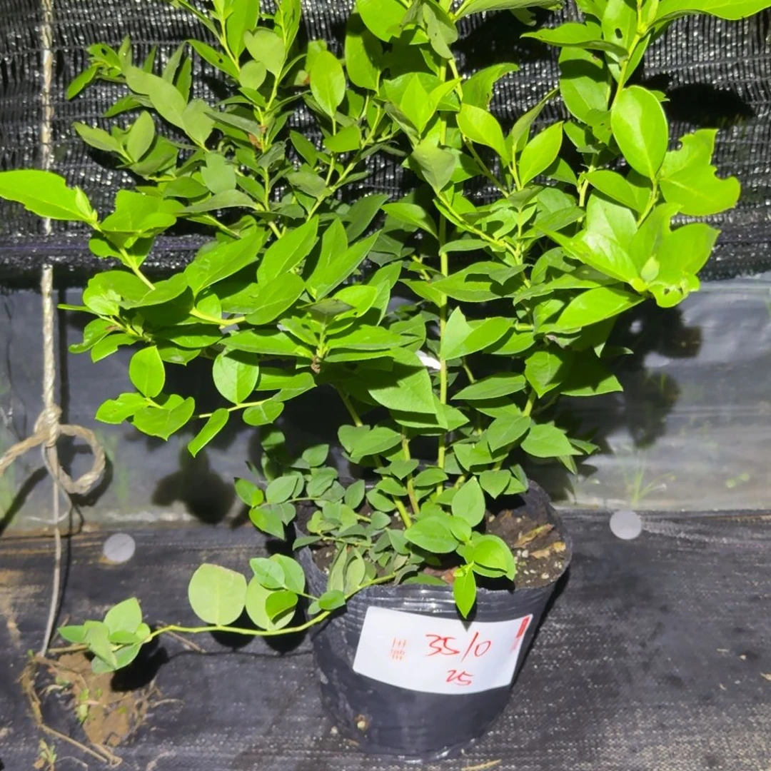 三***猫大钵25一物一拍3510