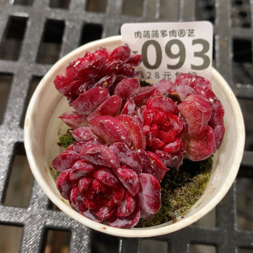 肉萌萌拇指盆精控多肉YT093