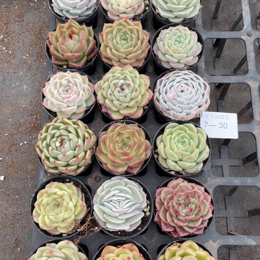 一物一拍18颗7-30