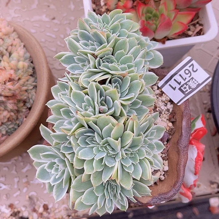 柠檬玫瑰锦缀26111多肉植物