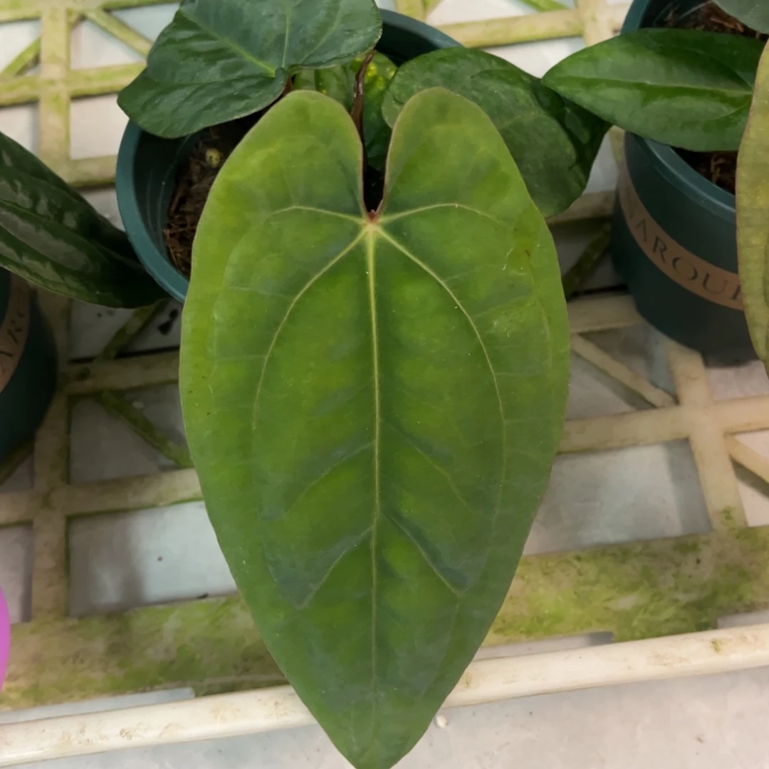 不开花植物戴斯鸡0988
