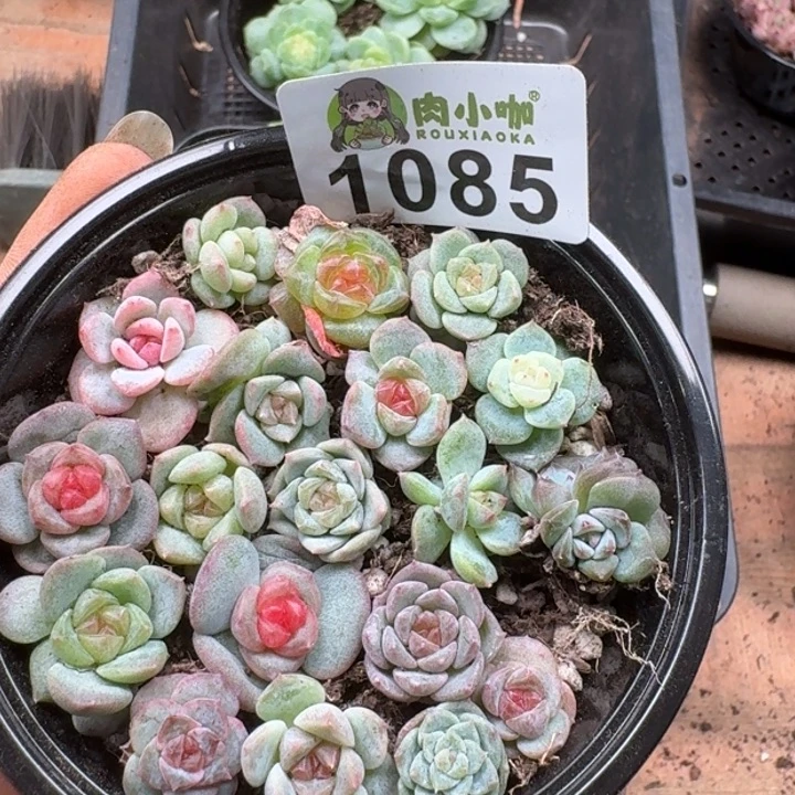 多肉植物多肉植物