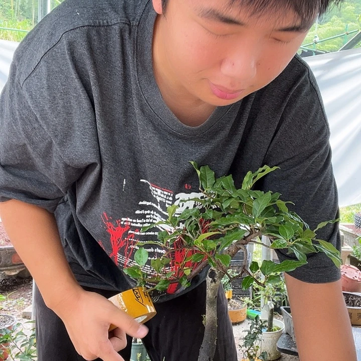自***在无花朵金弹子盆景系列产品