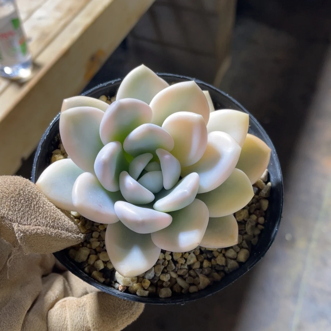 一物一拍不支持退换