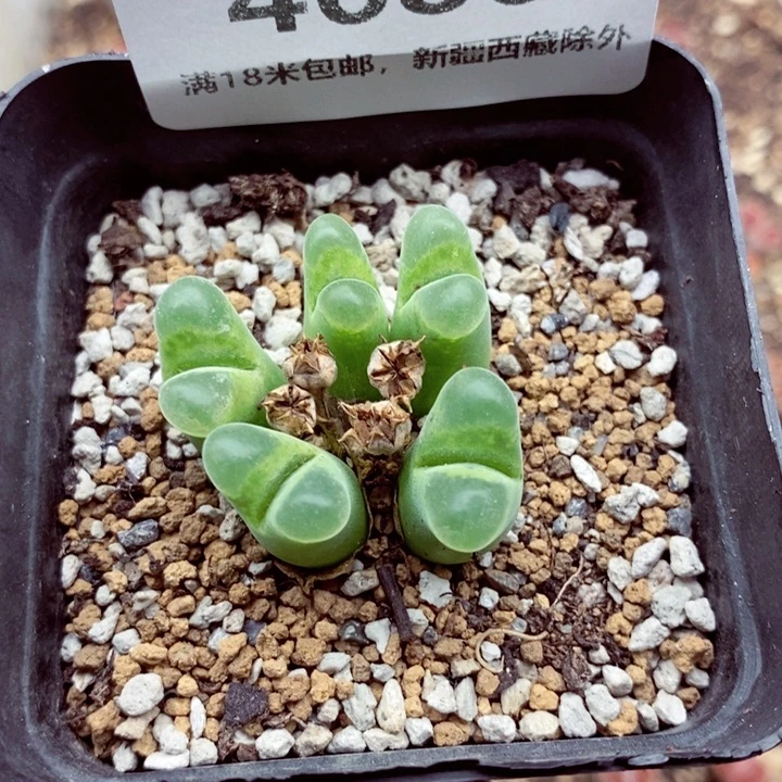 4686。